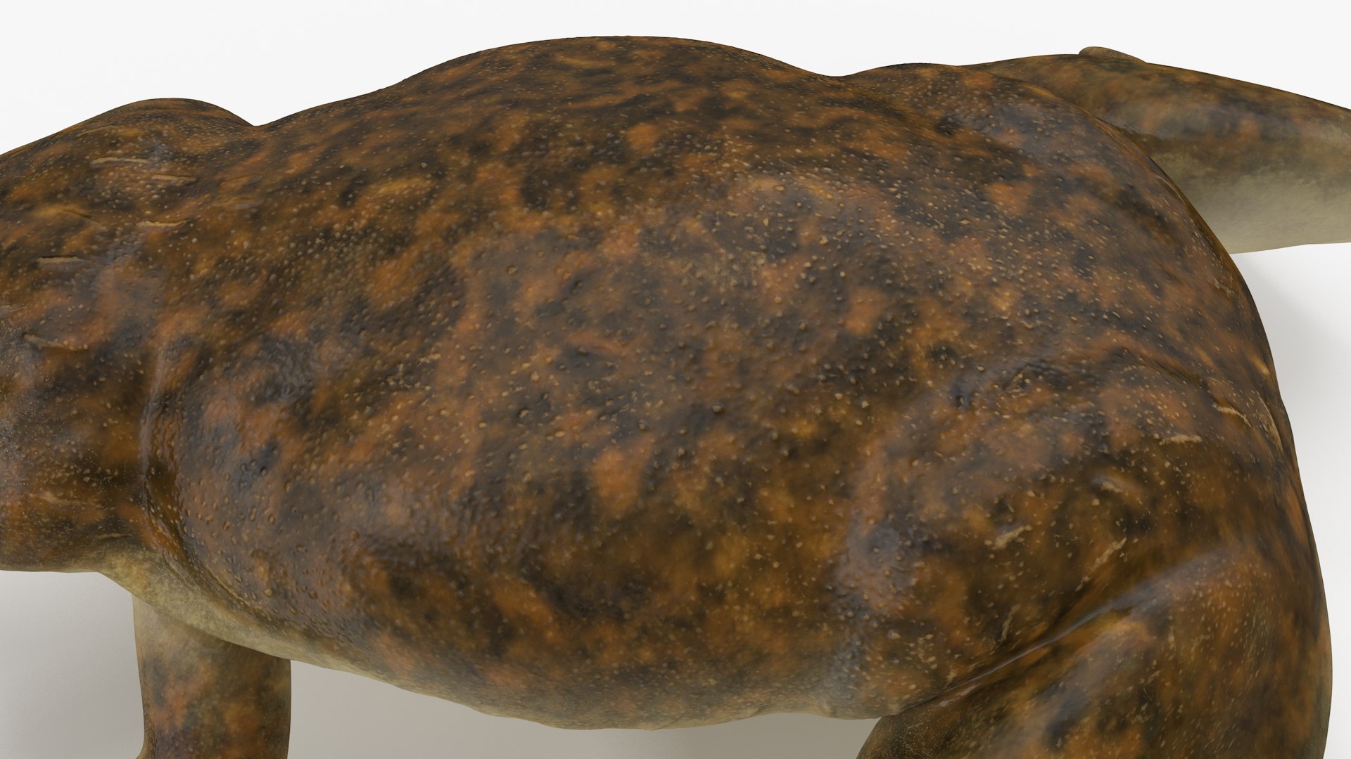 African Claw-toe Frog Sits Pose 3D model https://p.turbosquid.com/ts-thumb/VW/K7b6kM/ru/africanclawtoefrogsitspose3dsmodel014/jpg/1696020351/1920x1080/fit_q87/3d8c463a90116cf591437a1098e1925df34c1352/africanclawtoefrogsitspose3dsmodel014.jpg