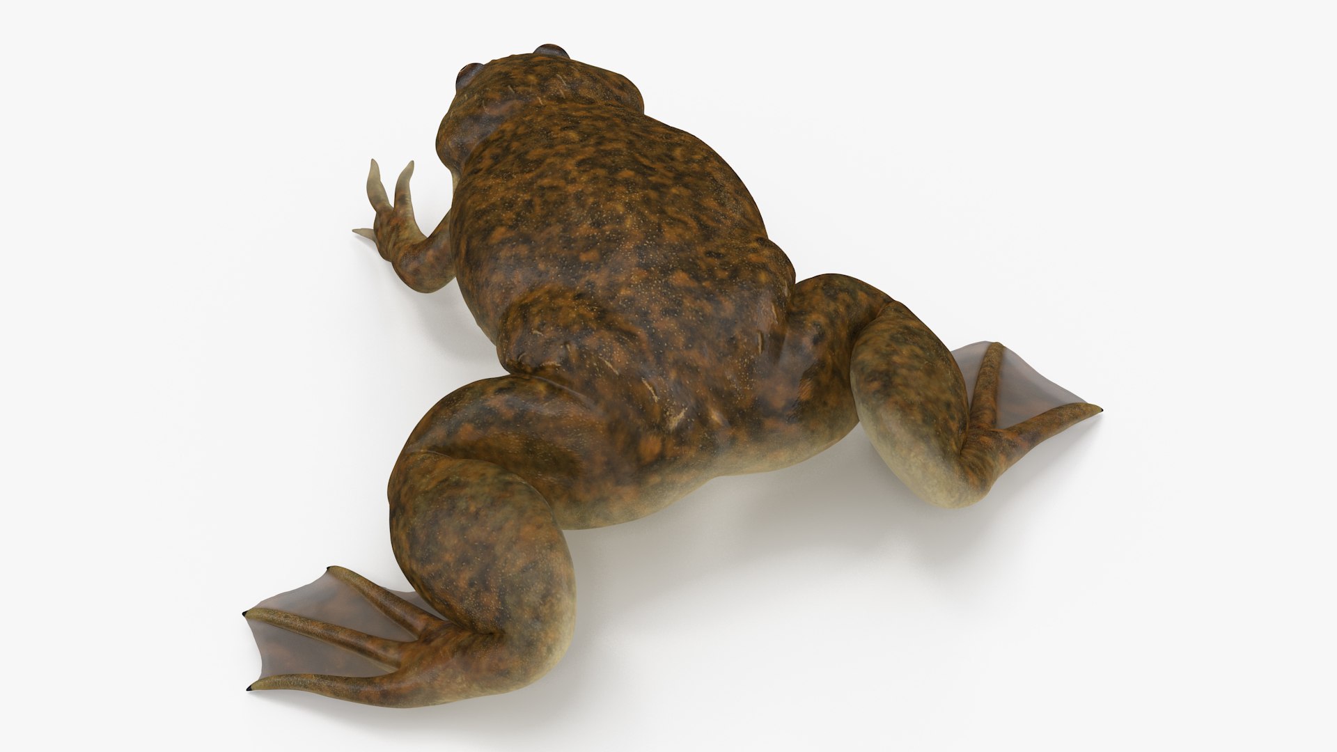 African Claw-toe Frog Sits Pose 3D model https://p.turbosquid.com/ts-thumb/VW/K7b6kM/xD/africanclawtoefrogsitspose3dsmodel006/jpg/1696020316/1920x1080/fit_q87/130f199bf7ae0ba2fd9910ebac23e560204198fd/africanclawtoefrogsitspose3dsmodel006.jpg
