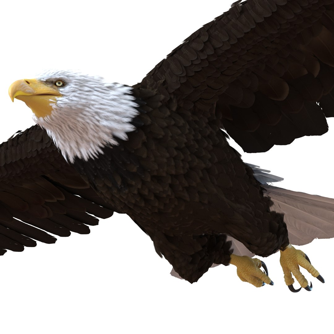 3d bald eagle rigged https://p.turbosquid.com/ts-thumb/VW/Le9t8p/2PVPx1yW/baldeaglerigged3dmodel43/jpg/1447747484/1920x1080/fit_q87/6a61a29dc4f2ee1331d9b9d96bfc070536692164/baldeaglerigged3dmodel43.jpg