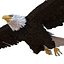 Bald Eagle Rigged