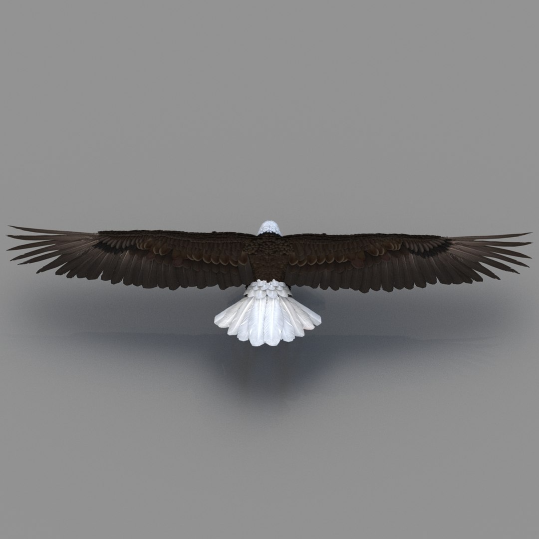 3d bald eagle rigged https://p.turbosquid.com/ts-thumb/VW/Le9t8p/317USmTo/baldeaglerigged3dmodel34/jpg/1447747484/1920x1080/fit_q87/58f5acaf31eda5c0ec951c8913387f4f14671dc5/baldeaglerigged3dmodel34.jpg