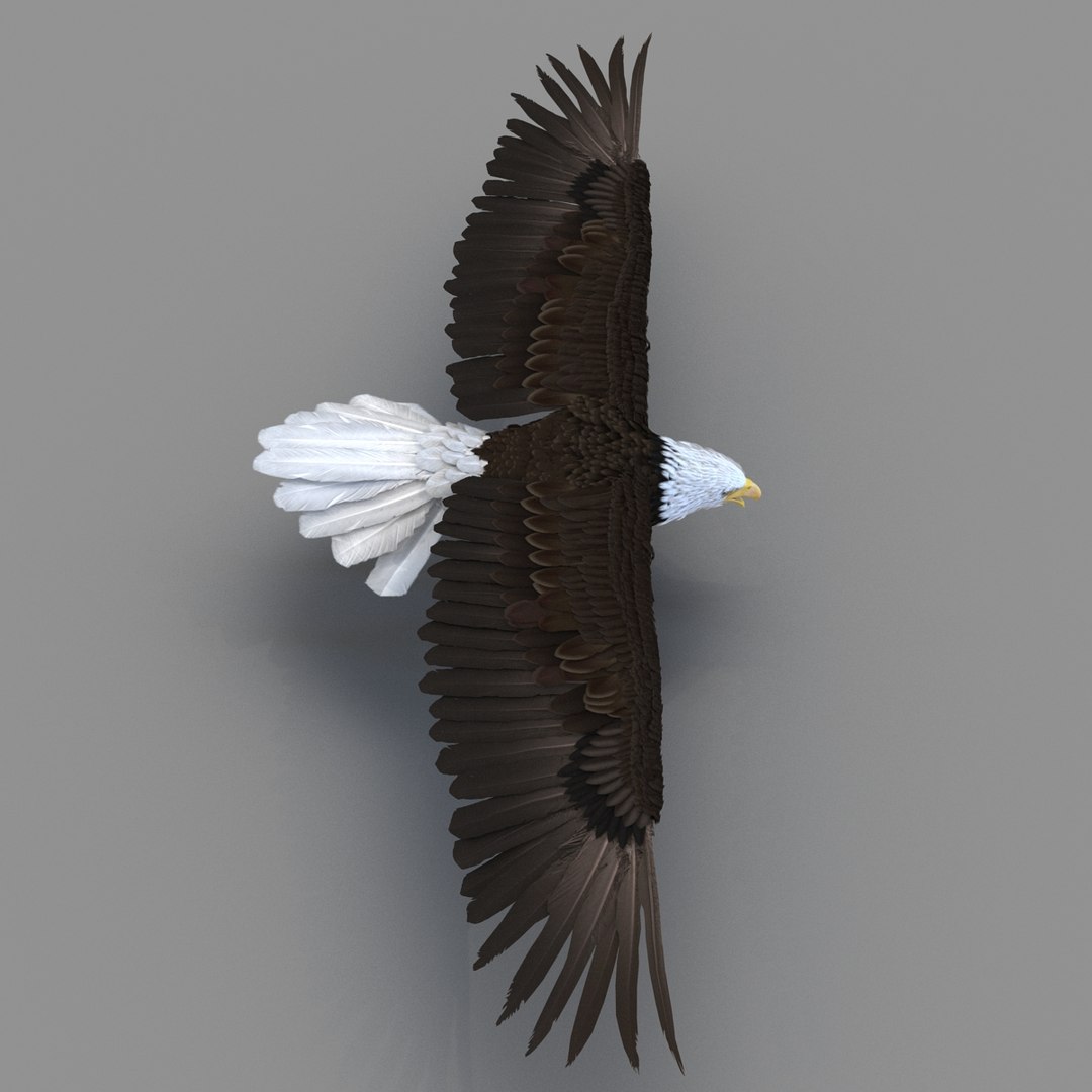 3d bald eagle rigged https://p.turbosquid.com/ts-thumb/VW/Le9t8p/38eIotcW/baldeaglerigged3dmodel32/jpg/1447747483/1920x1080/fit_q87/5aadb1c10c4b71b8251db74aa540368769fd9acf/baldeaglerigged3dmodel32.jpg