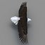 Bald Eagle Rigged