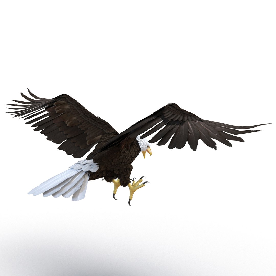 3d bald eagle rigged https://p.turbosquid.com/ts-thumb/VW/Le9t8p/3HsAZGvp/baldeaglerigged3dmodel20/jpg/1447747482/1920x1080/fit_q87/6960eb9c52961324fff4ff525d1db34be129e51a/baldeaglerigged3dmodel20.jpg