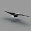 Bald Eagle Rigged