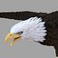 Bald Eagle Rigged