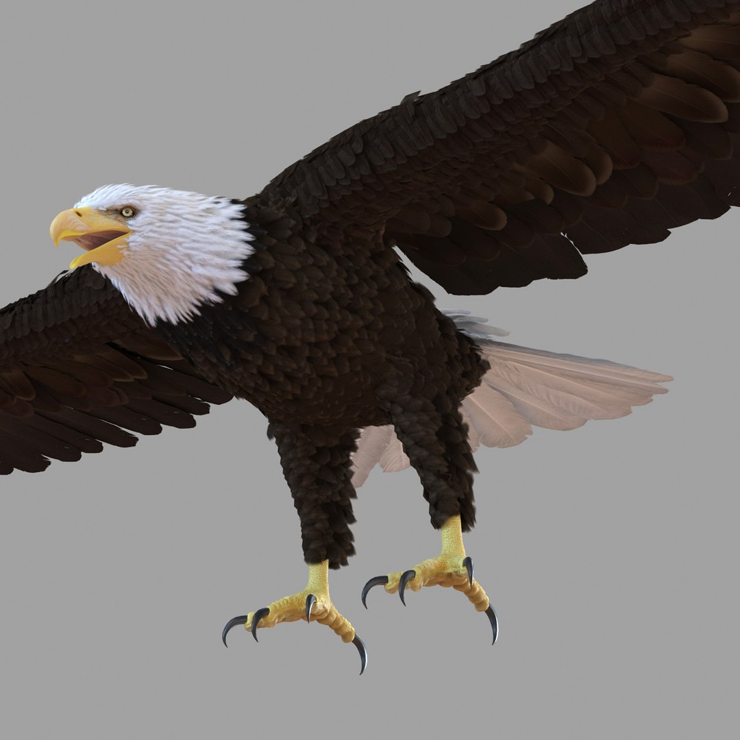3d bald eagle rigged https://p.turbosquid.com/ts-thumb/VW/Le9t8p/8hF786m6/baldeaglerigged3dmodel48/jpg/1447747485/1920x1080/fit_q87/fb207513a0c8dd0f13d41c7961cc32cb81f7104f/baldeaglerigged3dmodel48.jpg