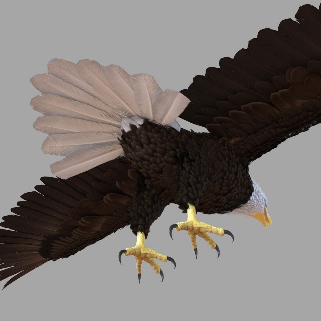 3d bald eagle rigged https://p.turbosquid.com/ts-thumb/VW/Le9t8p/DFuBzzkd/baldeaglerigged3dmodel49/jpg/1447747485/1920x1080/fit_q87/7f2c2be95c3065c250d4a119c6b991447cb5a49a/baldeaglerigged3dmodel49.jpg