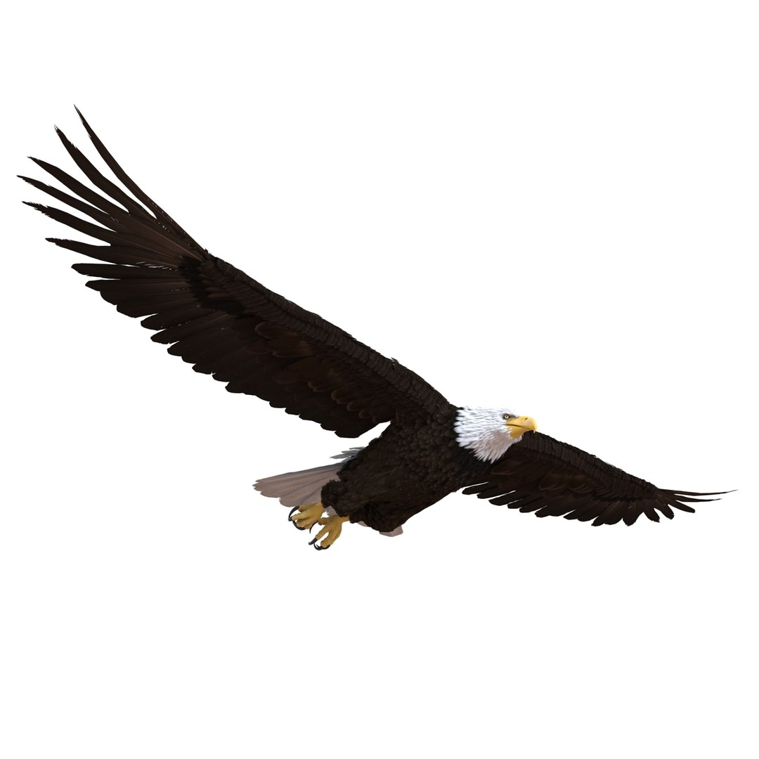 3d bald eagle rigged https://p.turbosquid.com/ts-thumb/VW/Le9t8p/EFyzhgJt/baldeaglerigged3dmodel17/jpg/1447747482/1920x1080/fit_q87/a092f9a2727e76f3f850f8ecb49f65603e5841aa/baldeaglerigged3dmodel17.jpg
