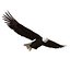 Bald Eagle Rigged