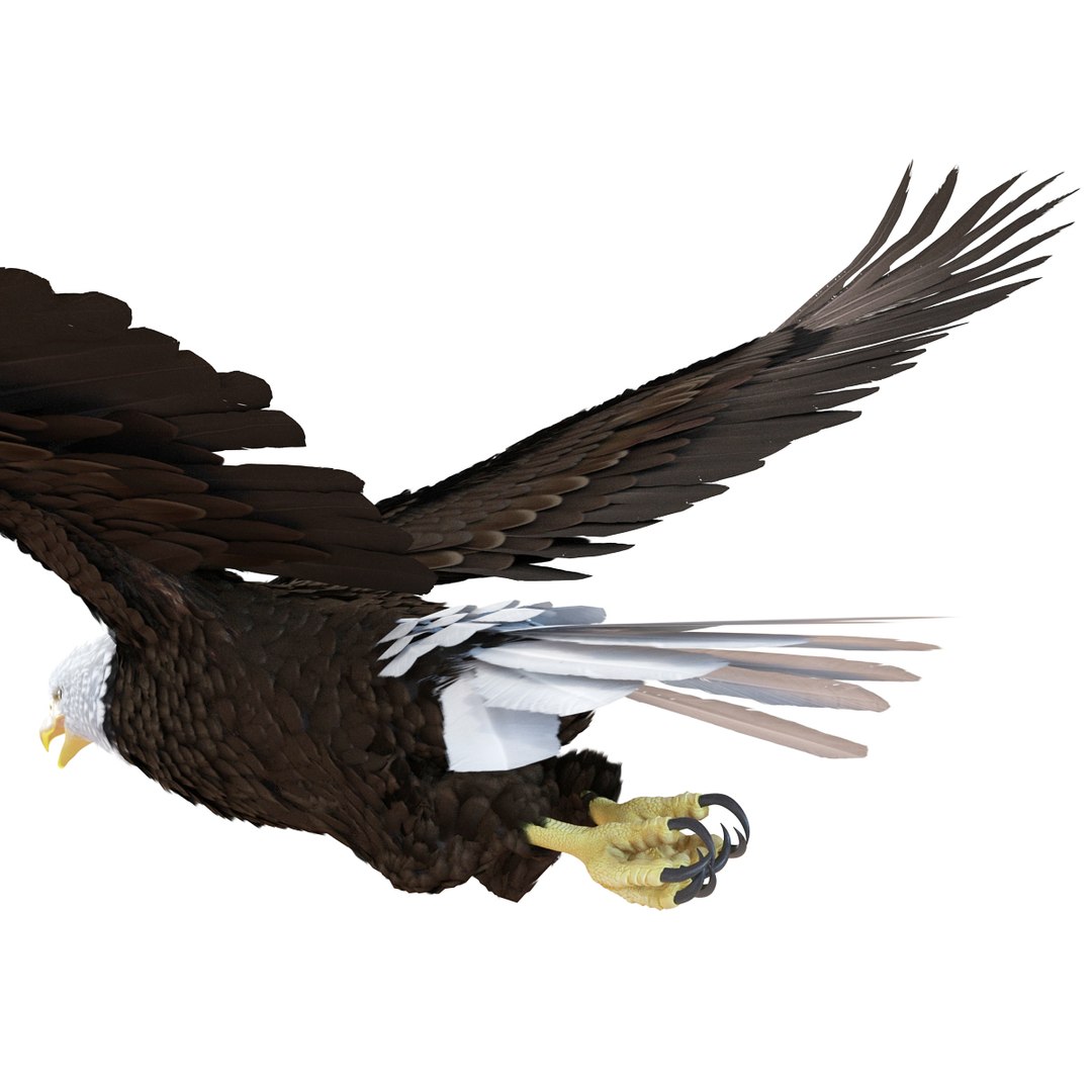 3d bald eagle rigged https://p.turbosquid.com/ts-thumb/VW/Le9t8p/EsgAZXS9/baldeaglerigged3dmodel41/jpg/1447747484/1920x1080/fit_q87/58022bae09db054c40879f83ca541e5725c80d95/baldeaglerigged3dmodel41.jpg