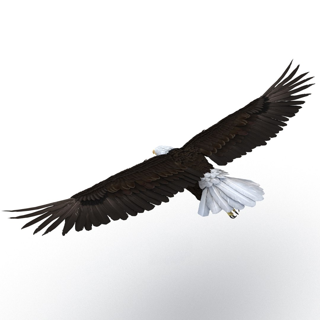 3d bald eagle rigged https://p.turbosquid.com/ts-thumb/VW/Le9t8p/GE7l6ilK/baldeaglerigged3dmodel16/jpg/1447747482/1920x1080/fit_q87/904d79b73813662ca6f524390a2bb4c847f94500/baldeaglerigged3dmodel16.jpg