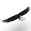 Bald Eagle Rigged