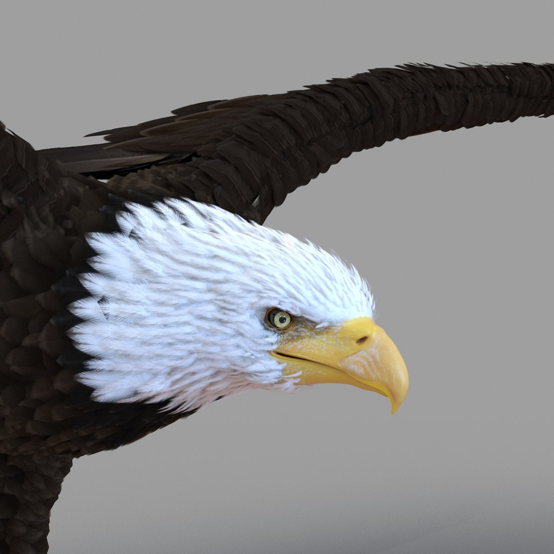 3d bald eagle rigged https://p.turbosquid.com/ts-thumb/VW/Le9t8p/GuIbziMs/baldeaglerigged3dmodel37/jpg/1447747484/1920x1080/fit_q87/f1fc299005f3416d08e308c48093e5eaa45d9a04/baldeaglerigged3dmodel37.jpg