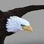 Bald Eagle Rigged
