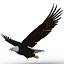 Bald Eagle Rigged