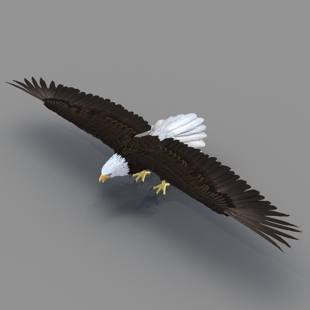 3d bald eagle rigged https://p.turbosquid.com/ts-thumb/VW/Le9t8p/ITH65ukO/baldeaglerigged3dmodel31/jpg/1447747483/1920x1080/fit_q87/9116be5e1eaeb0cd1a9b60ed3e354f37bd709dae/baldeaglerigged3dmodel31.jpg