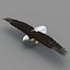 Bald Eagle Rigged
