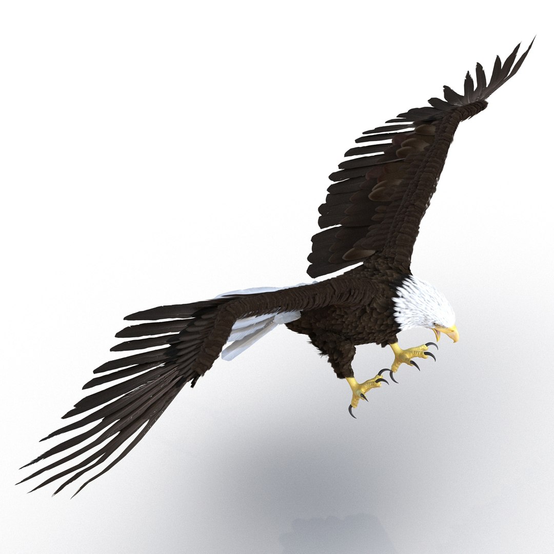 3d bald eagle rigged https://p.turbosquid.com/ts-thumb/VW/Le9t8p/Jw5ZMCum/baldeaglerigged3dmodel21/jpg/1447747483/1920x1080/fit_q87/c2867af103001ee9a81cba345f655510e1d0a028/baldeaglerigged3dmodel21.jpg