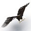 Bald Eagle Rigged
