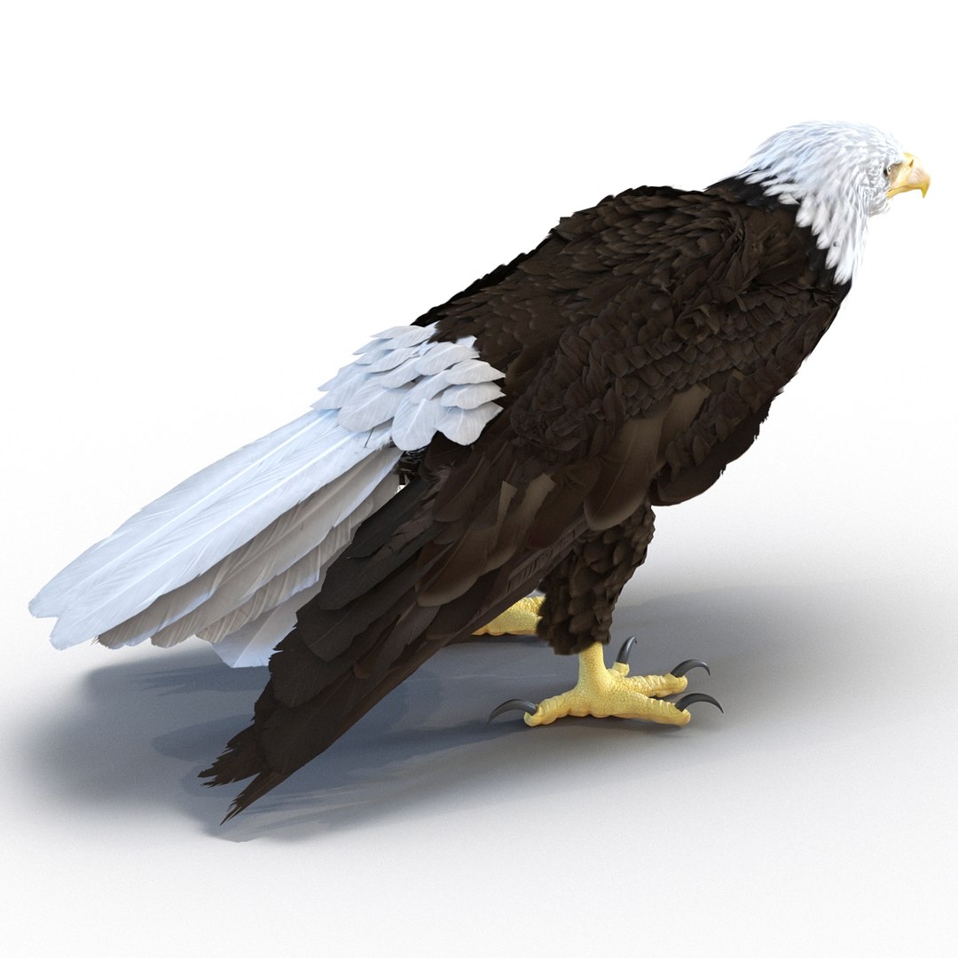 3d bald eagle rigged https://p.turbosquid.com/ts-thumb/VW/Le9t8p/MDt4nB9A/baldeaglerigged3dmodel05/jpg/1447747481/1920x1080/fit_q87/49dafa63d89462510bf5e22f679bb55d1f17b0a2/baldeaglerigged3dmodel05.jpg