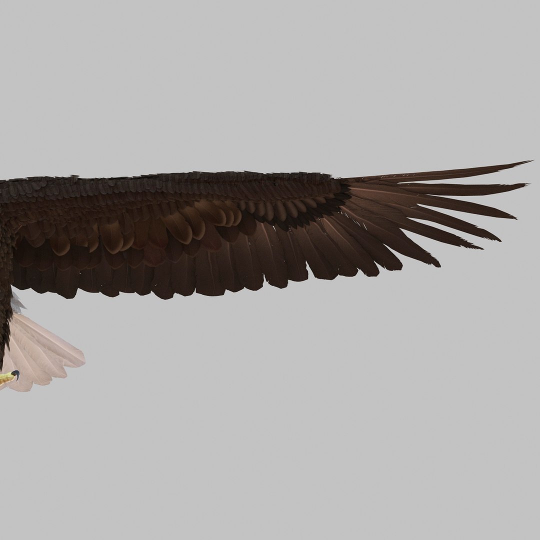 3d bald eagle rigged https://p.turbosquid.com/ts-thumb/VW/Le9t8p/NgblQKPI/baldeaglerigged3dmodel56/jpg/1447747485/1920x1080/fit_q87/84b11b637abc65826095f20ecbcedf73d595dec1/baldeaglerigged3dmodel56.jpg