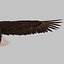 Bald Eagle Rigged