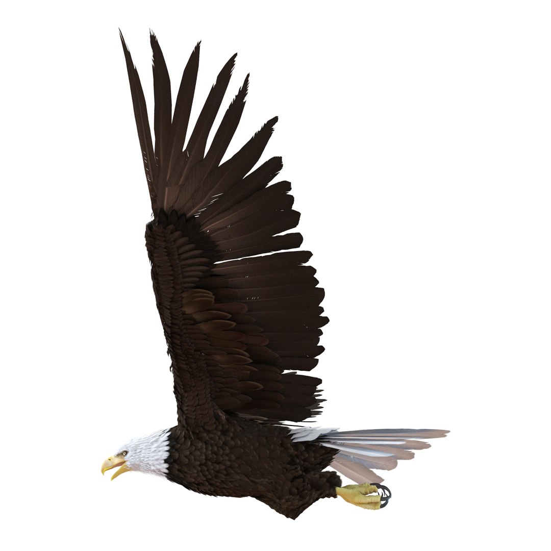 3d bald eagle rigged https://p.turbosquid.com/ts-thumb/VW/Le9t8p/OM9V0904/baldeaglerigged3dmodel28/jpg/1447747483/1920x1080/fit_q87/ee2b5867fb3a21fcec4154d3651b9cf4ae6847b5/baldeaglerigged3dmodel28.jpg