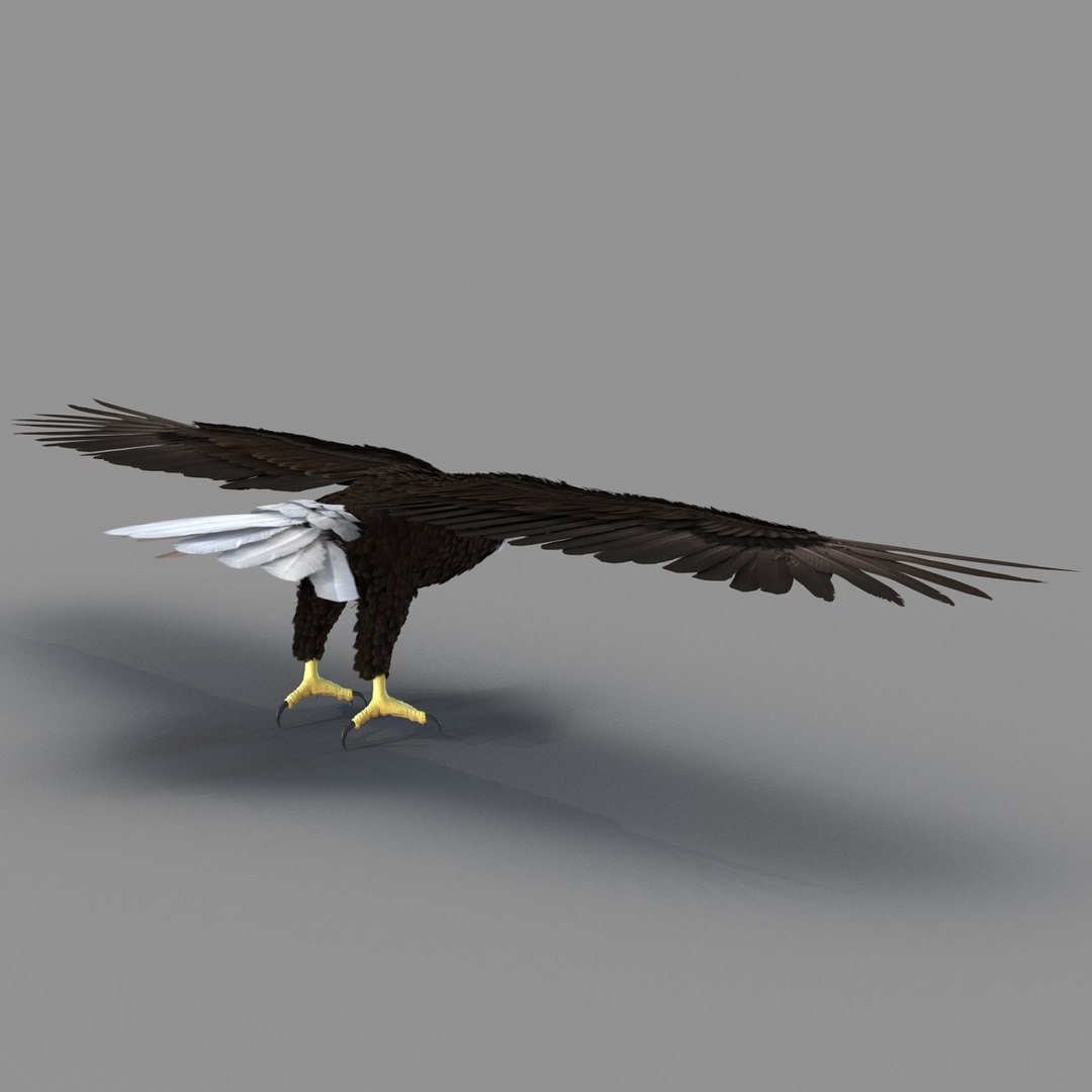 3d bald eagle rigged https://p.turbosquid.com/ts-thumb/VW/Le9t8p/PGObUUWX/baldeaglerigged3dmodel35/jpg/1447747484/1920x1080/fit_q87/2ffa1a9a9522059e16028ba17d953c405ed13dc7/baldeaglerigged3dmodel35.jpg