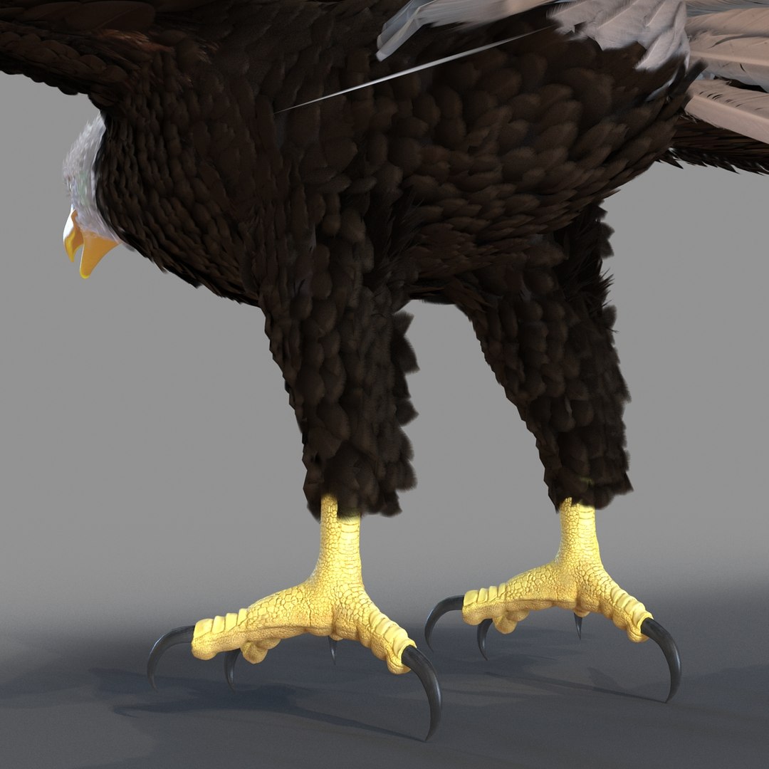 3d bald eagle rigged https://p.turbosquid.com/ts-thumb/VW/Le9t8p/Qpsyjgjf/baldeaglerigged3dmodel55/jpg/1447747485/1920x1080/fit_q87/276882ece0331843af09819d06f68f55960e1e35/baldeaglerigged3dmodel55.jpg