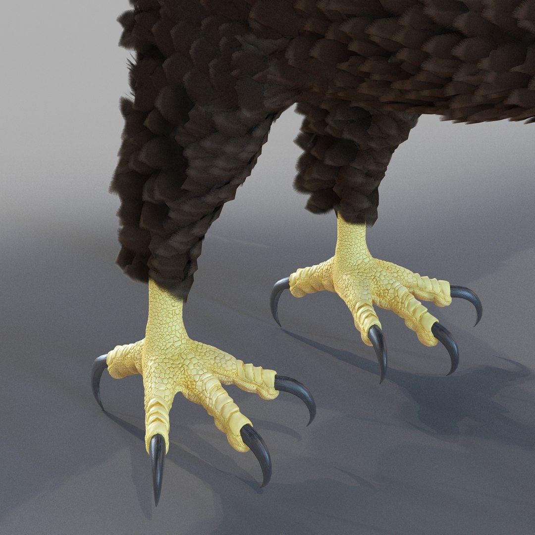 3d bald eagle rigged https://p.turbosquid.com/ts-thumb/VW/Le9t8p/UdIiCkeY/baldeaglerigged3dmodel54/jpg/1447747485/1920x1080/fit_q87/f7f6a33e65cd682164c11260800b532ed6650fdb/baldeaglerigged3dmodel54.jpg