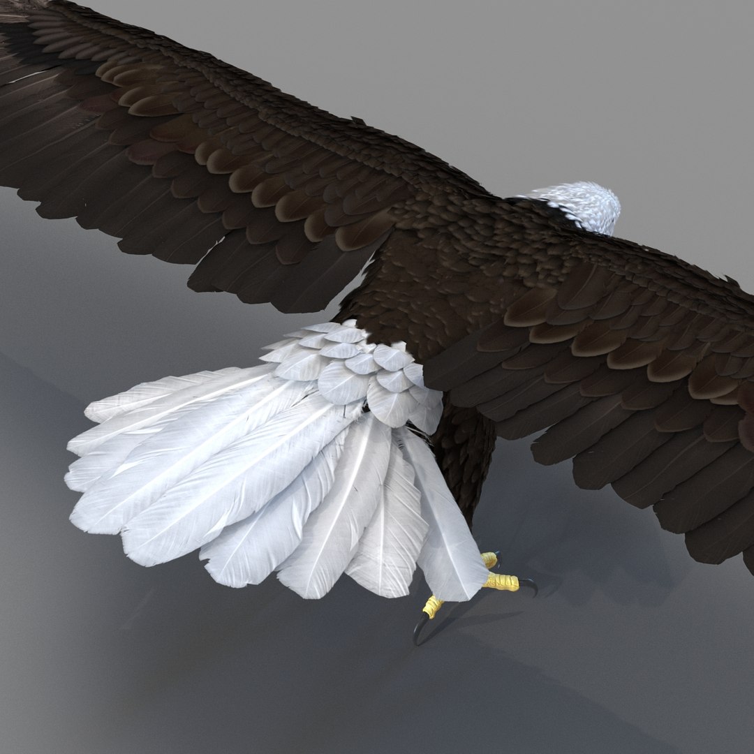 3d bald eagle rigged https://p.turbosquid.com/ts-thumb/VW/Le9t8p/UdPe8oWV/baldeaglerigged3dmodel51/jpg/1447747485/1920x1080/fit_q87/3b52516761066e671ada2bbb1217ccf066a221d2/baldeaglerigged3dmodel51.jpg