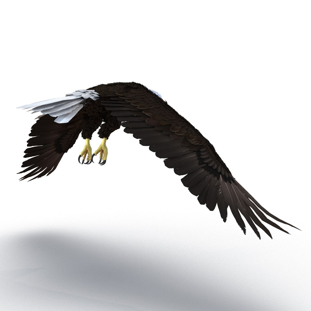 3d bald eagle rigged https://p.turbosquid.com/ts-thumb/VW/Le9t8p/Uqpi1YEk/baldeaglerigged3dmodel25/jpg/1447747483/1920x1080/fit_q87/0ae7eb7ffe5527db9846a90b4f2c871a8ecc0cb3/baldeaglerigged3dmodel25.jpg