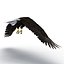 Bald Eagle Rigged
