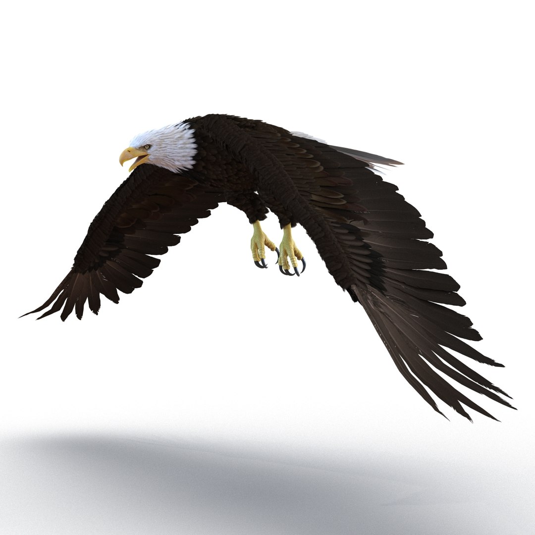 3d bald eagle rigged https://p.turbosquid.com/ts-thumb/VW/Le9t8p/XOqoOz23/baldeaglerigged3dmodel24/jpg/1447747483/1920x1080/fit_q87/868a0a2bc2da704f5a8b778d99794db28216eb22/baldeaglerigged3dmodel24.jpg