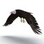 Bald Eagle Rigged