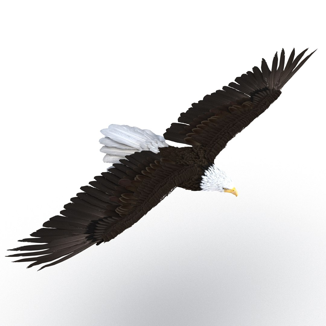 3d bald eagle rigged https://p.turbosquid.com/ts-thumb/VW/Le9t8p/XotDL77G/baldeaglerigged3dmodel15/jpg/1447747482/1920x1080/fit_q87/09e18cba63747a7e094ab35bbe320369bb88da3e/baldeaglerigged3dmodel15.jpg