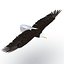 Bald Eagle Rigged