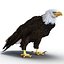 Bald Eagle Rigged