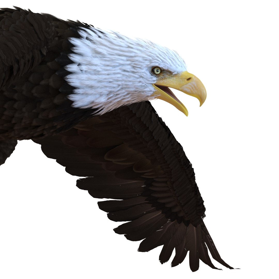 3d bald eagle rigged https://p.turbosquid.com/ts-thumb/VW/Le9t8p/ZyTD9PHo/baldeaglerigged3dmodel38/jpg/1447747484/1920x1080/fit_q87/5804f5956999dadec37d7d9432e5f9d116d3b2ad/baldeaglerigged3dmodel38.jpg