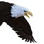 Bald Eagle Rigged