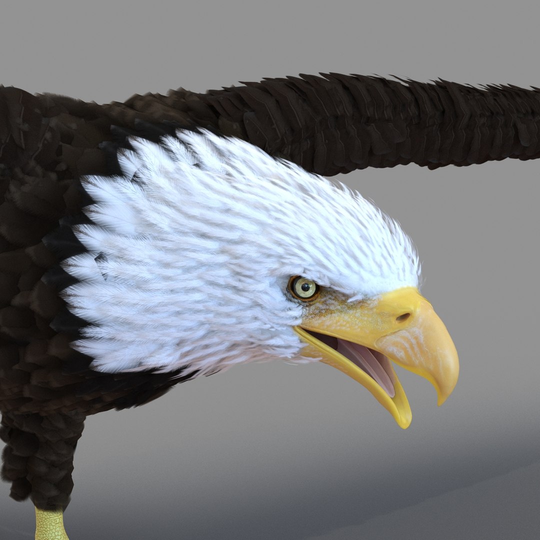 3d bald eagle rigged https://p.turbosquid.com/ts-thumb/VW/Le9t8p/aW203URF/baldeaglerigged3dmodel53/jpg/1447747485/1920x1080/fit_q87/e895715b14a555d57c1a125dbce785eb8985870d/baldeaglerigged3dmodel53.jpg