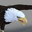 Bald Eagle Rigged