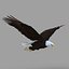 Bald Eagle Rigged