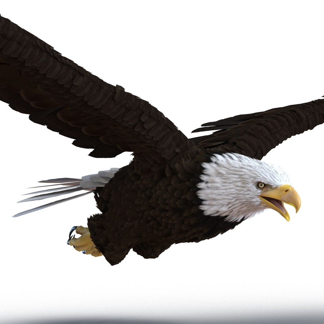 3d bald eagle rigged https://p.turbosquid.com/ts-thumb/VW/Le9t8p/dE1X1T4E/baldeaglerigged3dmodel39/jpg/1447747484/1920x1080/fit_q87/cb9a4167cee48d2f703adde98750abf4085c6928/baldeaglerigged3dmodel39.jpg