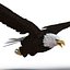 Bald Eagle Rigged