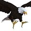Bald Eagle Rigged