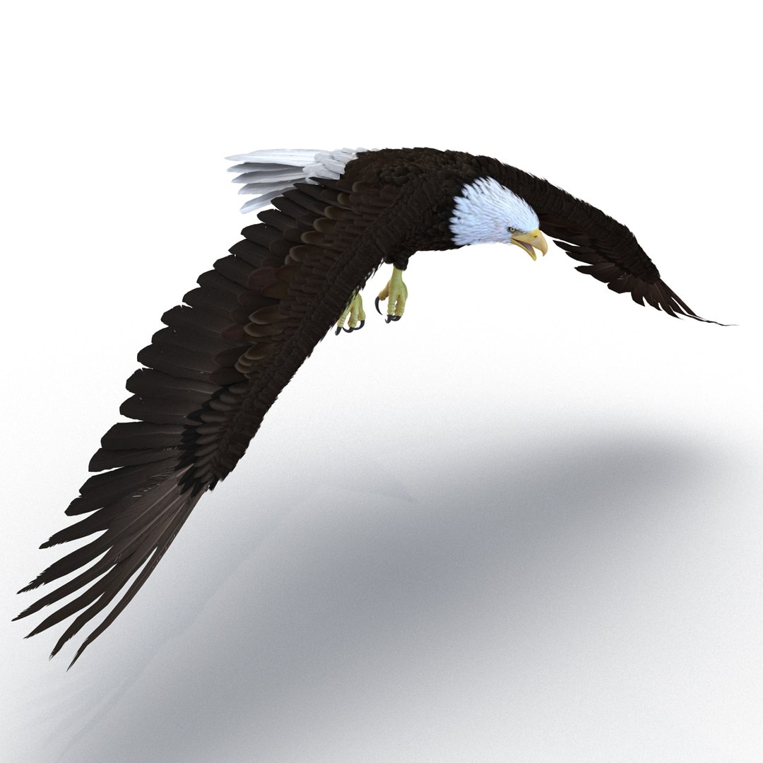 3d bald eagle rigged https://p.turbosquid.com/ts-thumb/VW/Le9t8p/ezAPmYIE/baldeaglerigged3dmodel23/jpg/1447747483/1920x1080/fit_q87/2539965bef2dc7595057094c73c459e31311c11a/baldeaglerigged3dmodel23.jpg