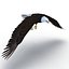 Bald Eagle Rigged