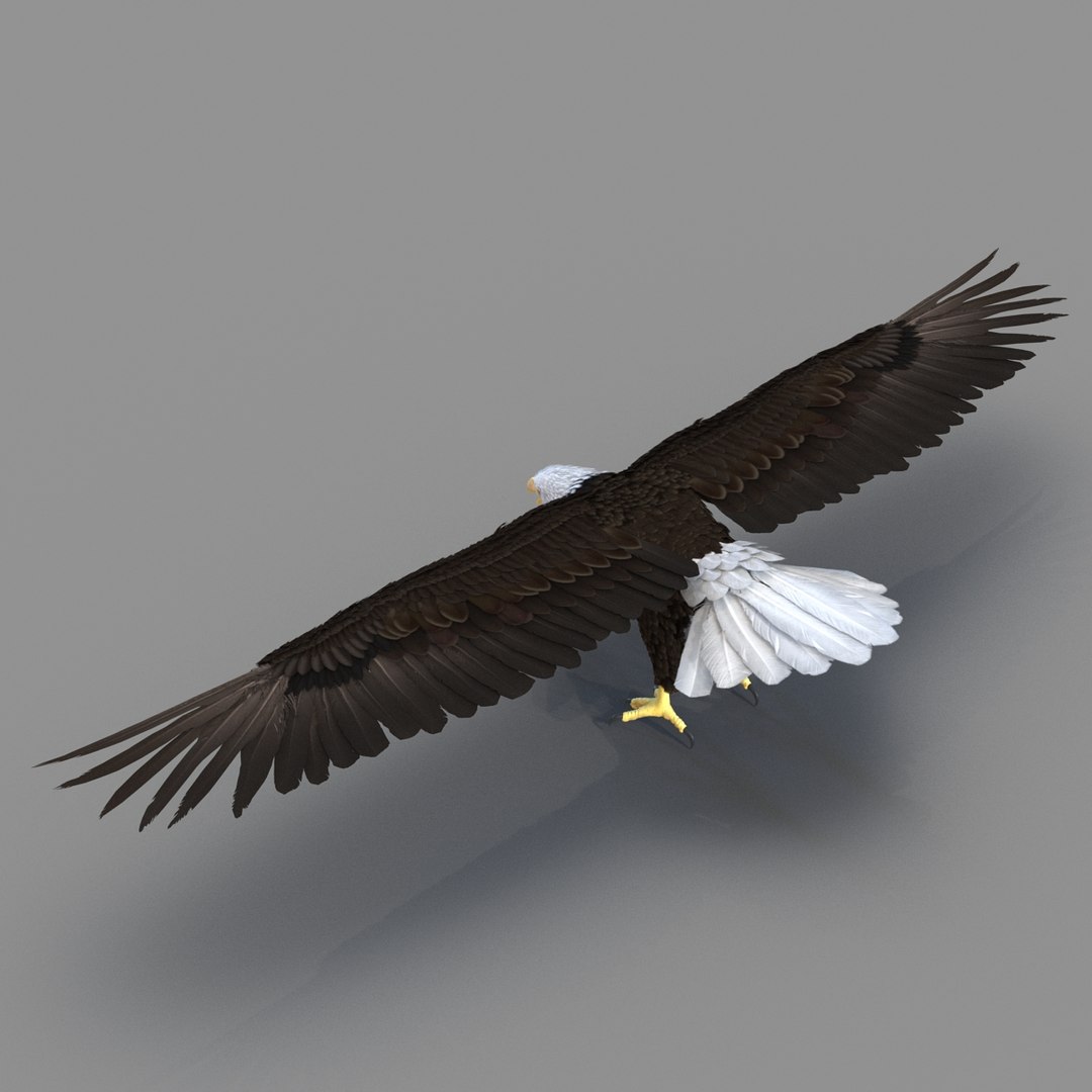 3d bald eagle rigged https://p.turbosquid.com/ts-thumb/VW/Le9t8p/gy8EYeoS/baldeaglerigged3dmodel33/jpg/1447747483/1920x1080/fit_q87/24da9515c426c9cc068893895673300da5c388ff/baldeaglerigged3dmodel33.jpg